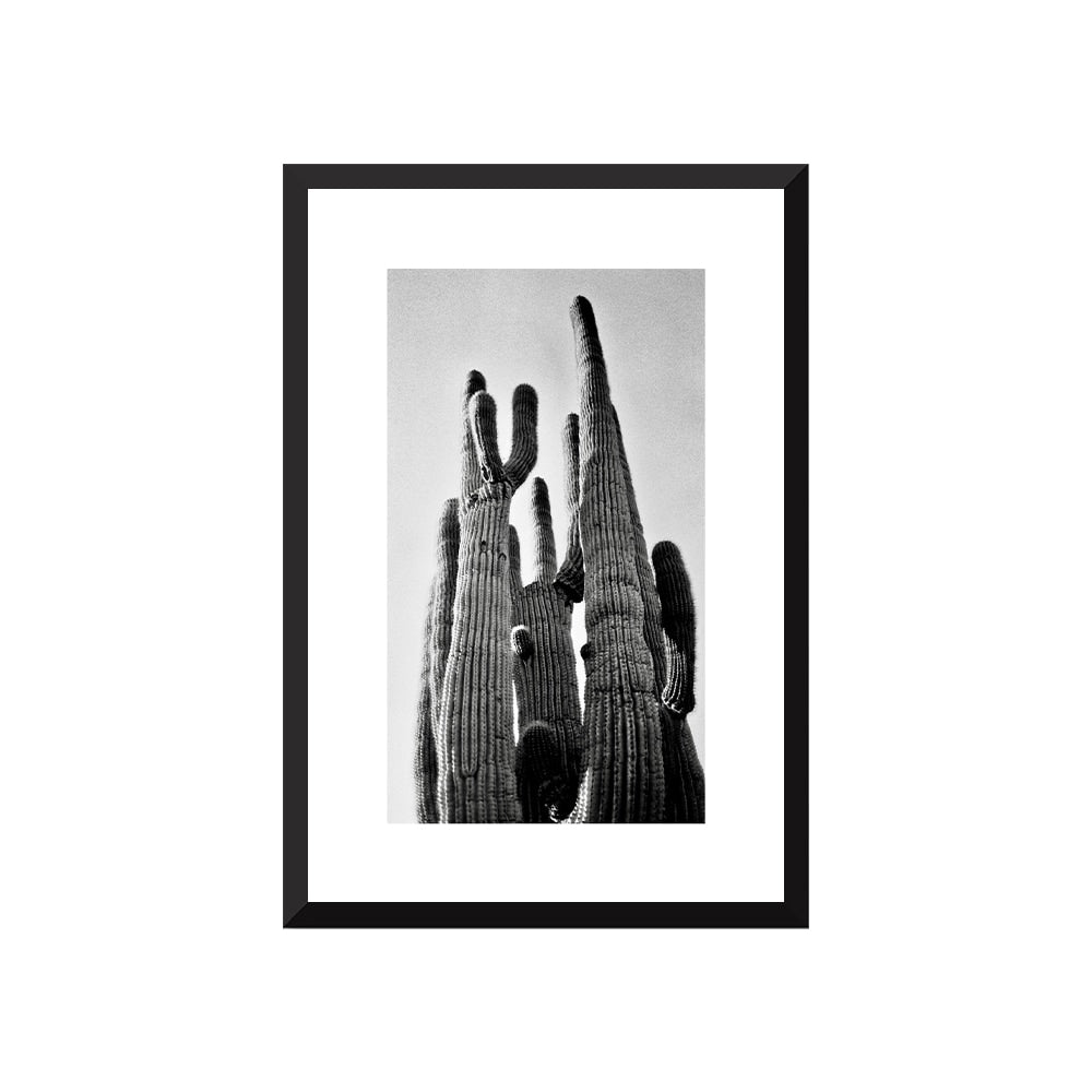 Saguaro