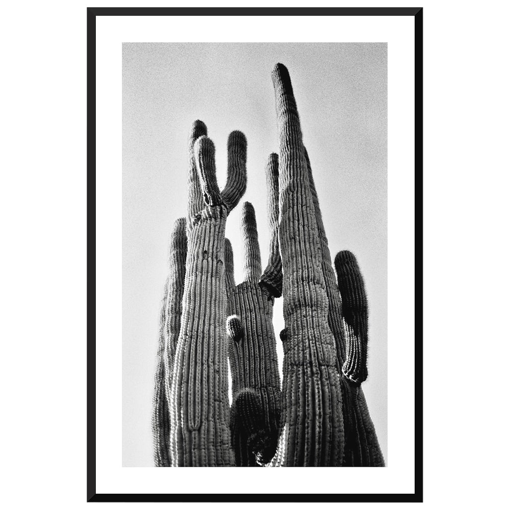 Saguaro