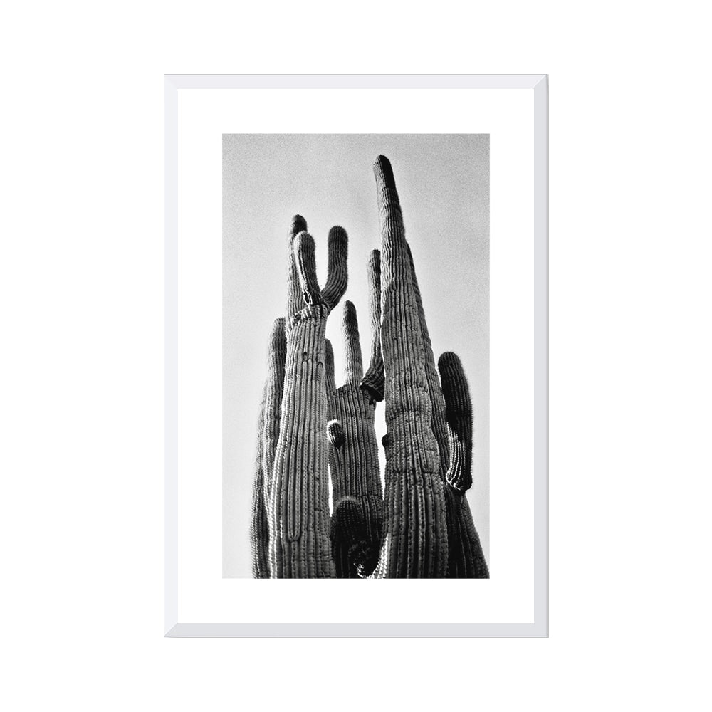 Saguaro