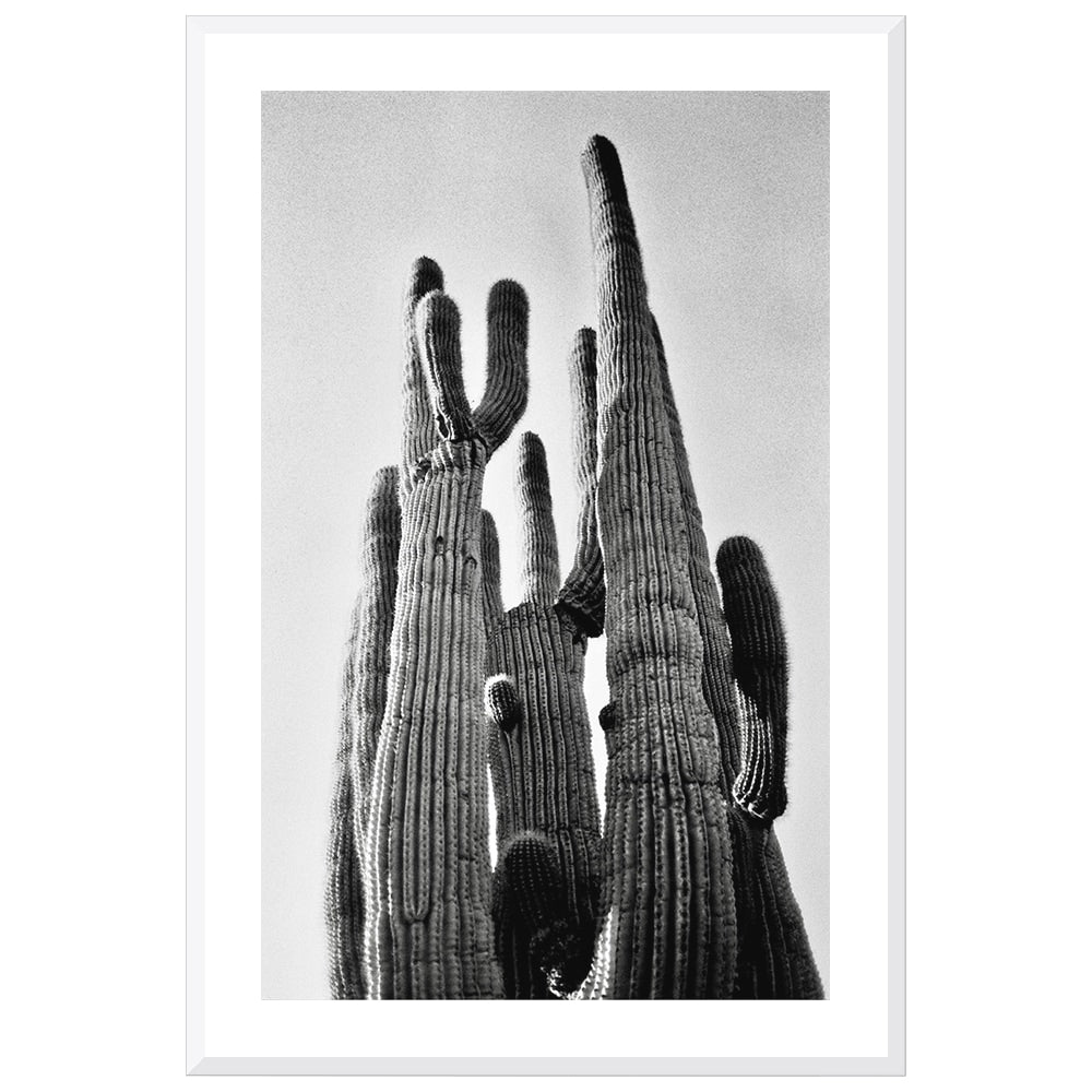 Saguaro
