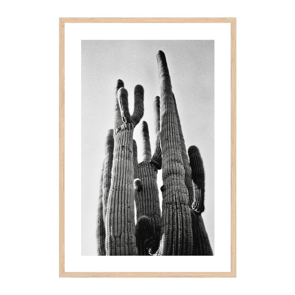 Saguaro