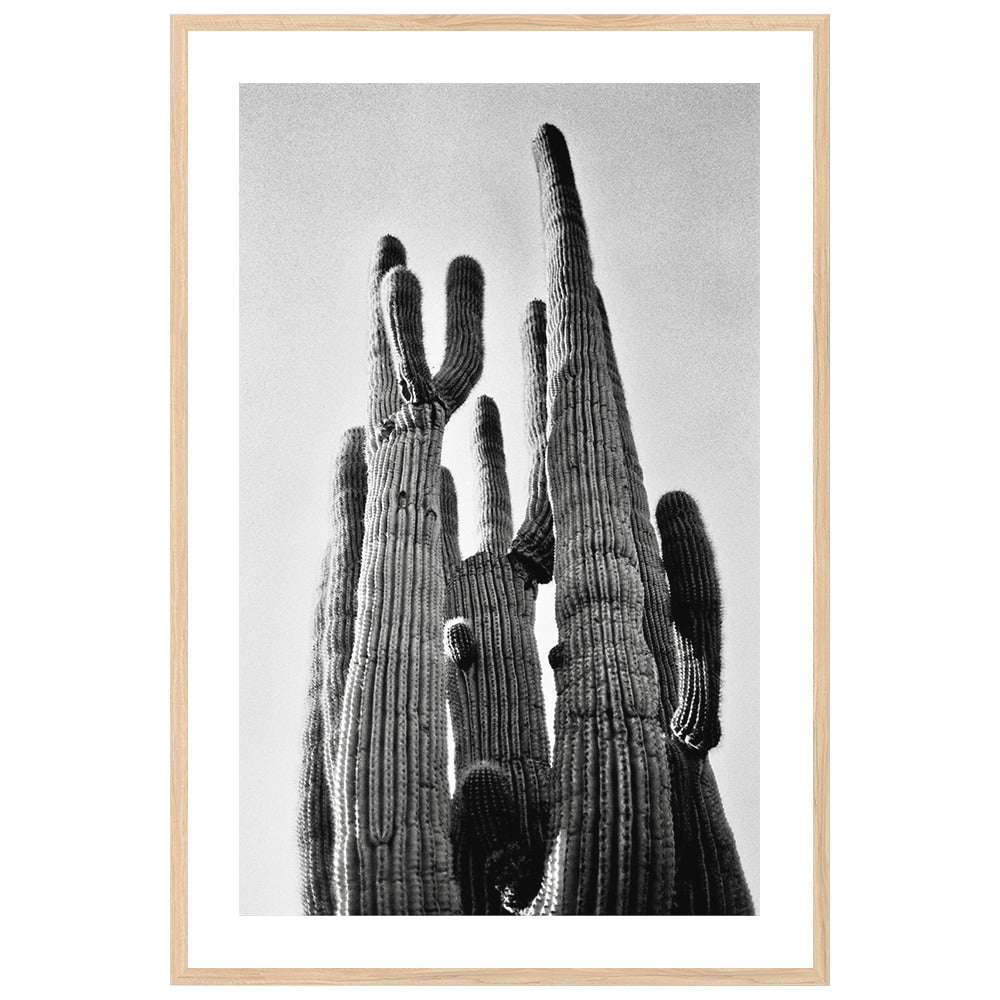 Saguaro