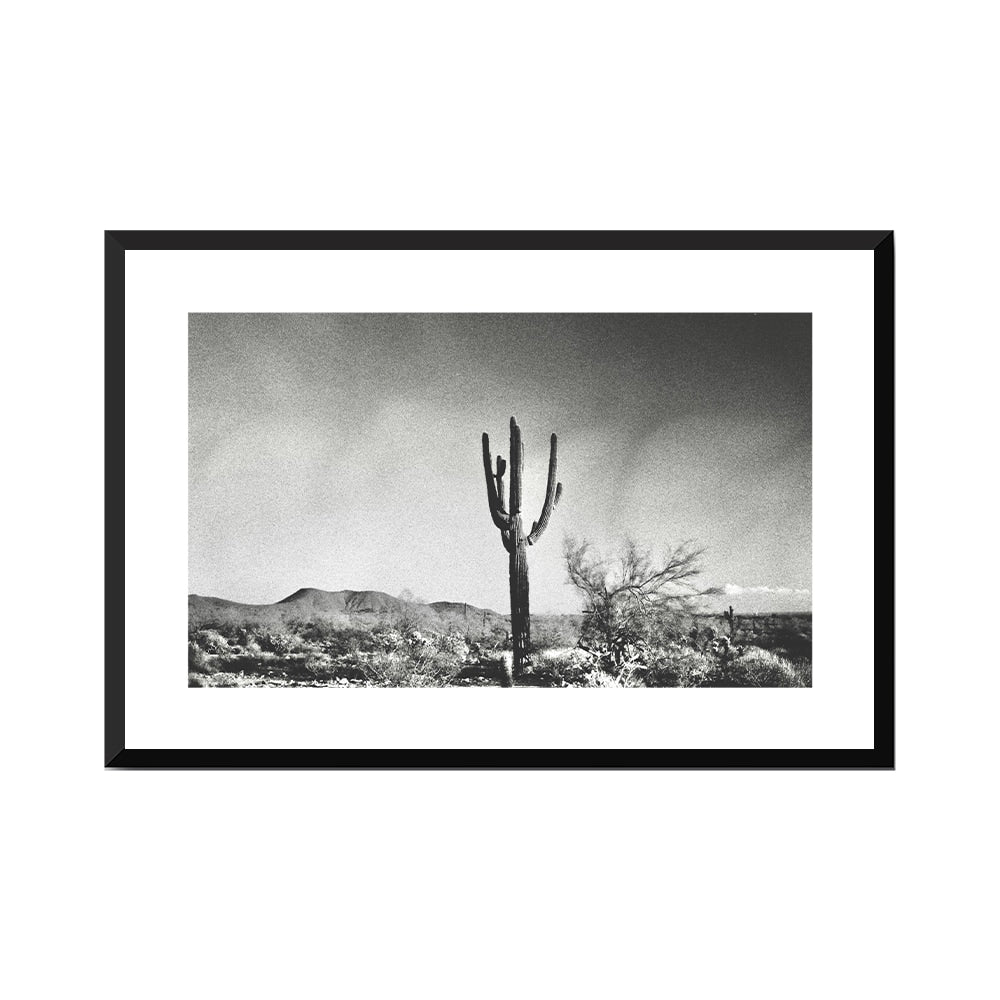 Sonoran Landscape