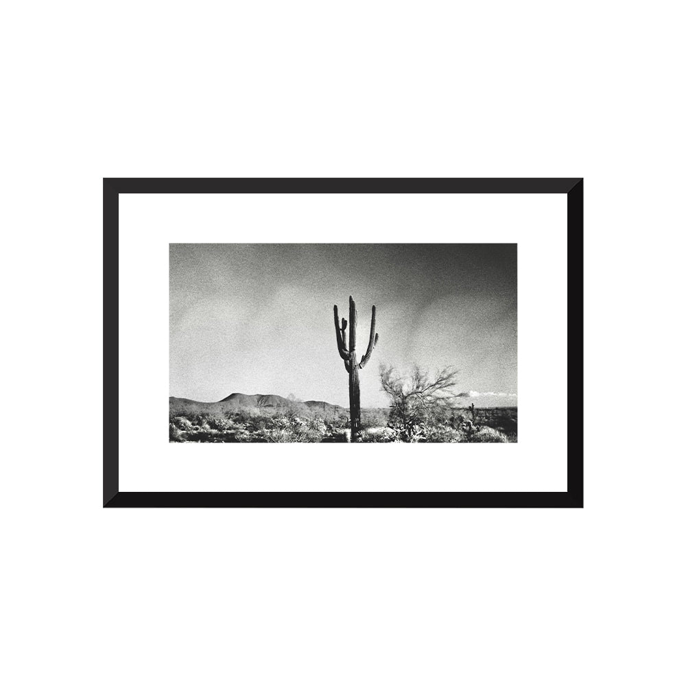 Sonoran Landscape