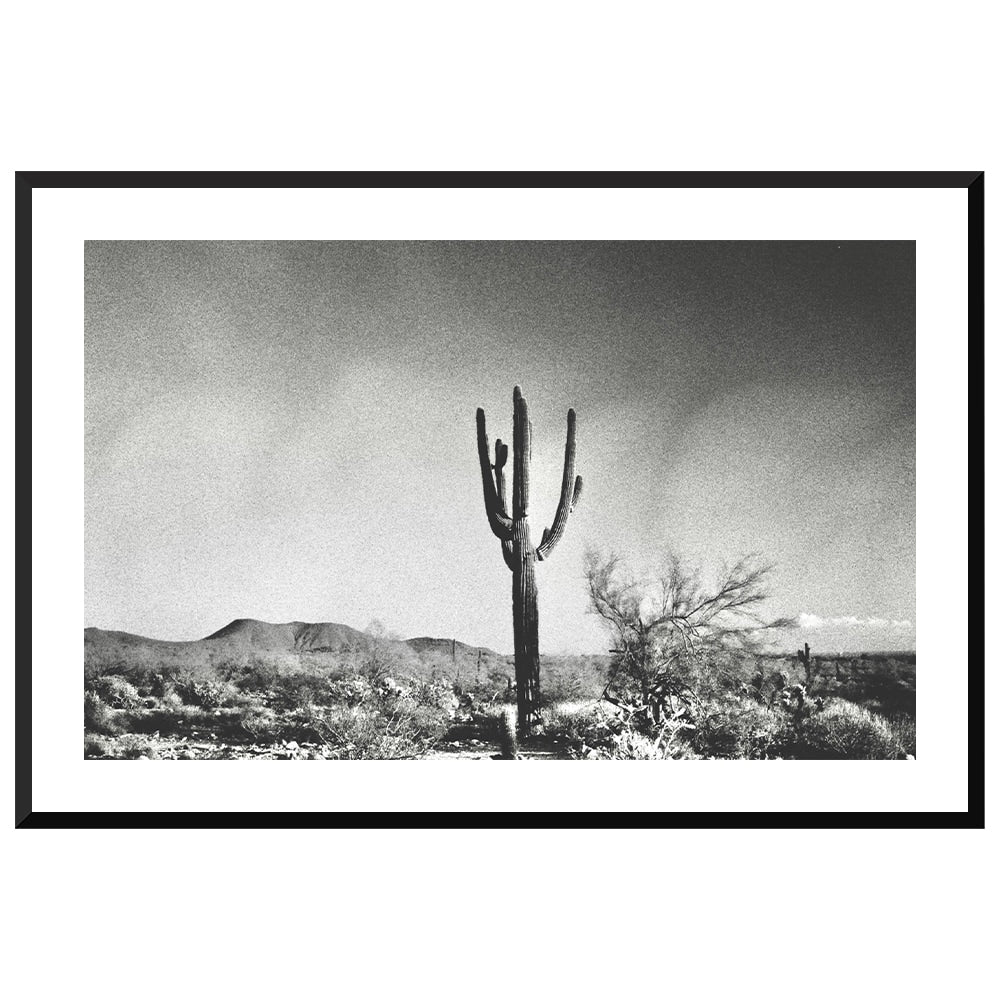 Sonoran Landscape