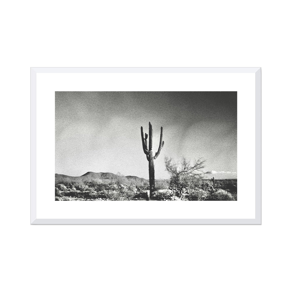 Sonoran Landscape