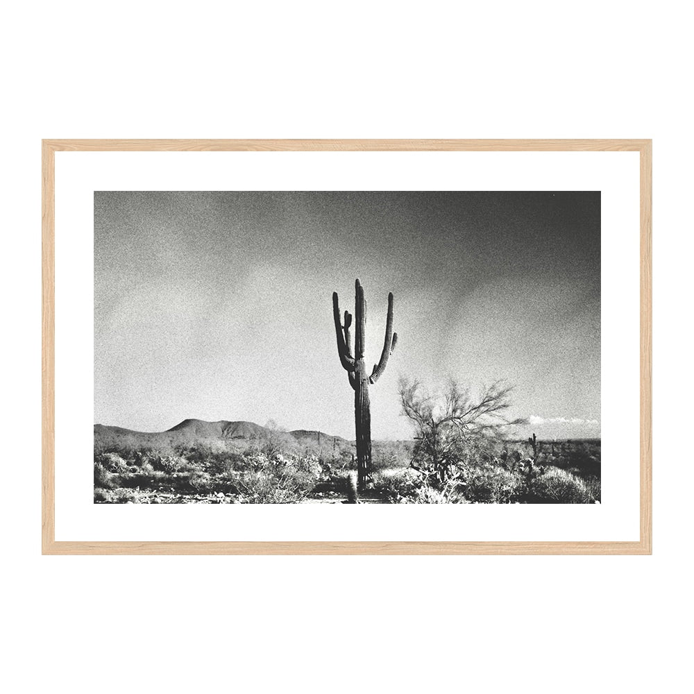 Sonoran Landscape