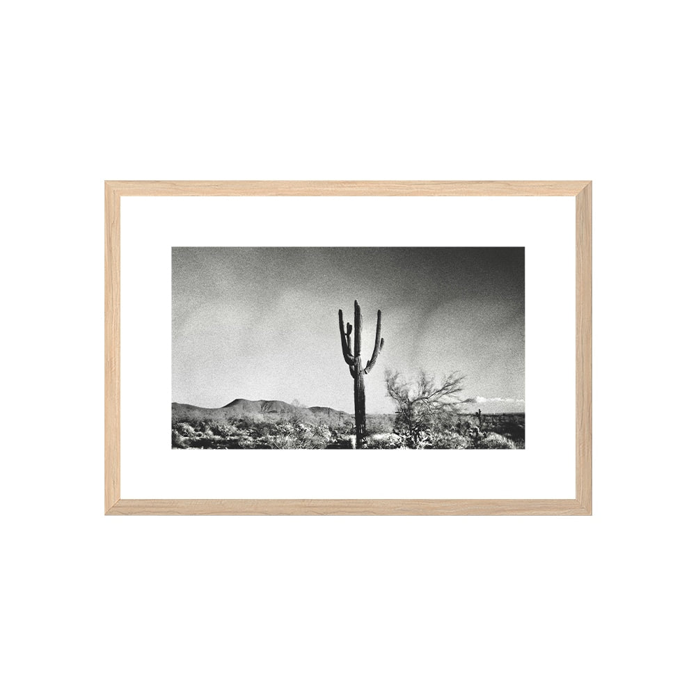 Sonoran Landscape