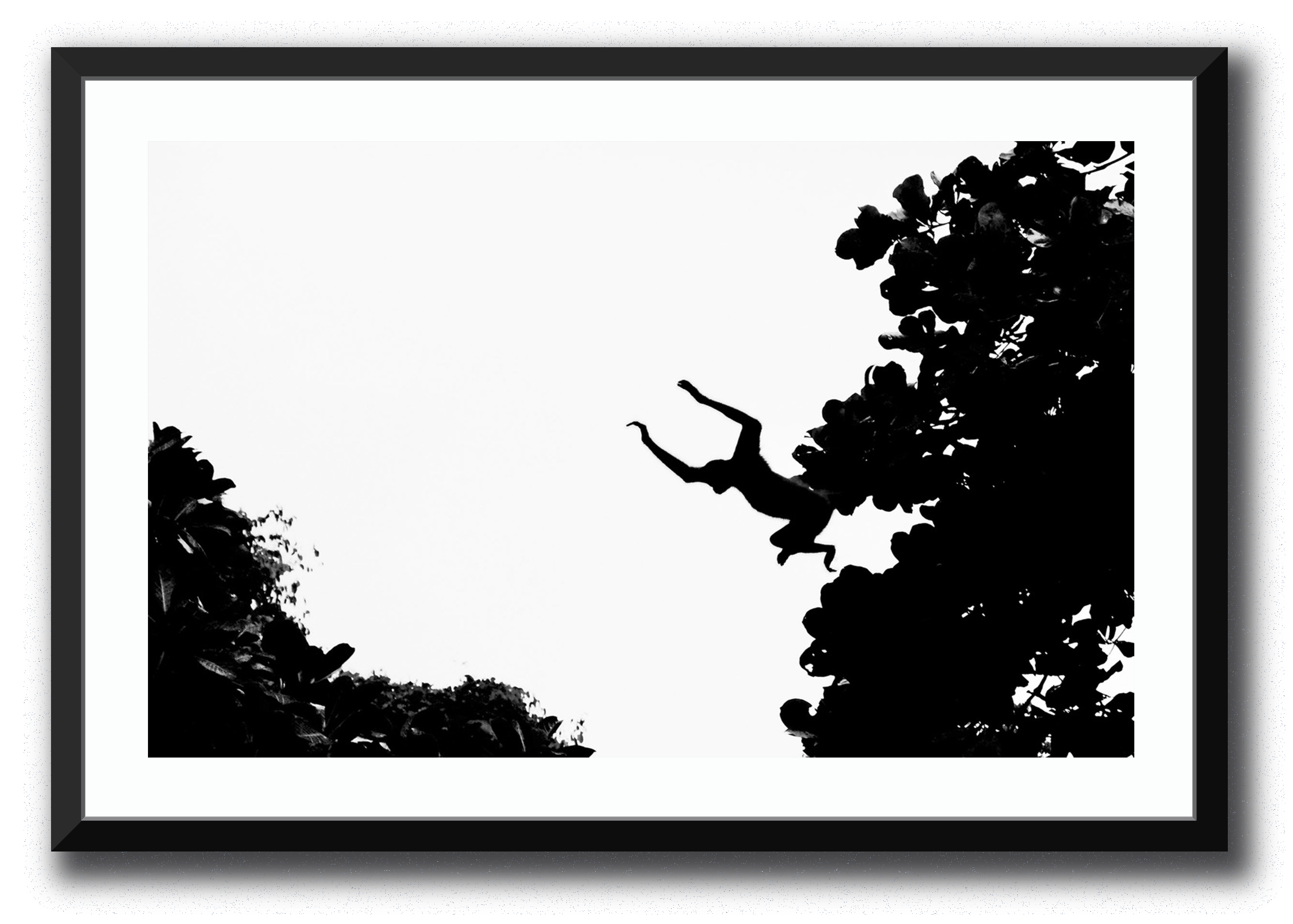 A Howler’s Leap Framed Photography Brett Sutton 