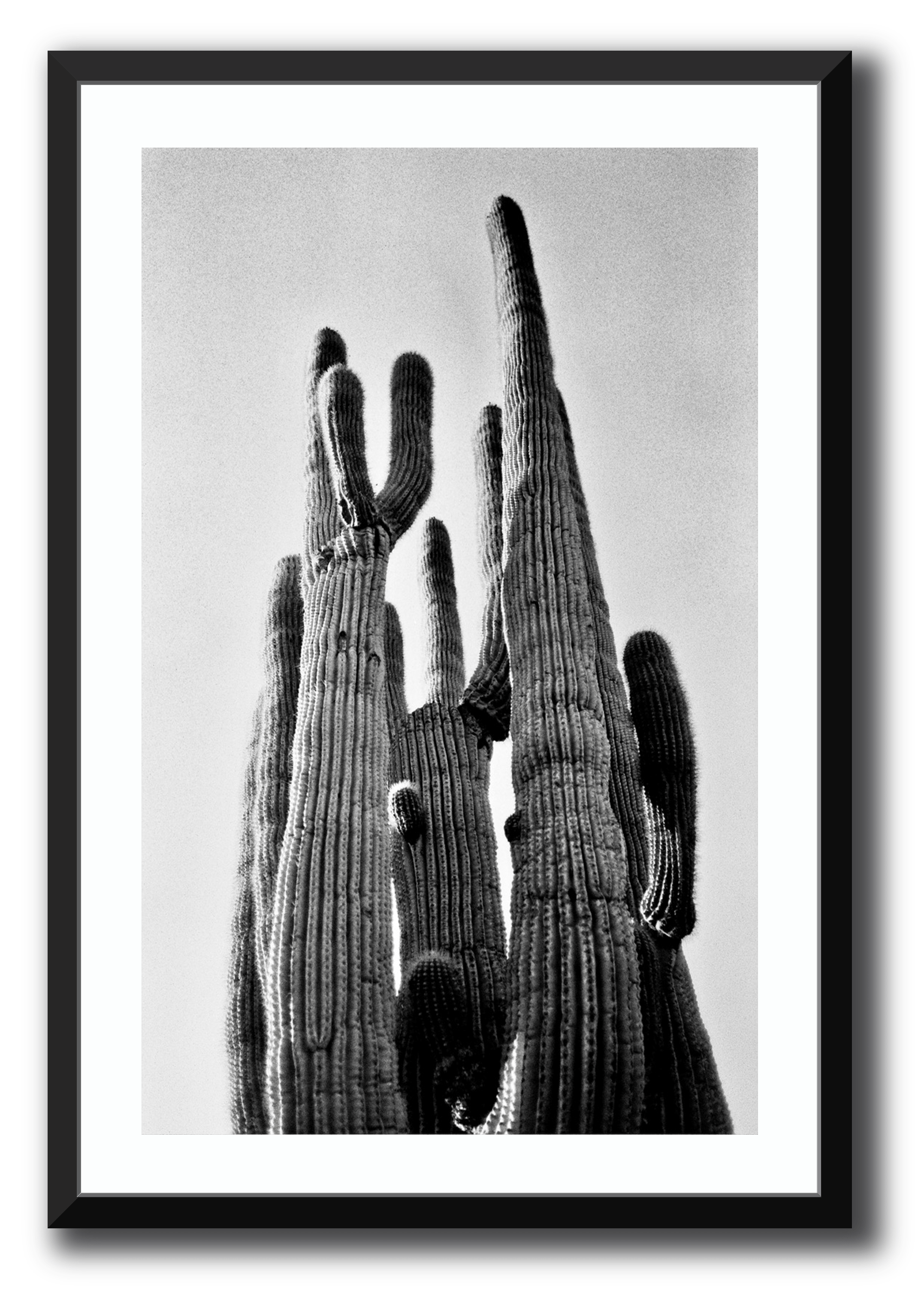Cactus Vertical Framed Photography Brett Sutton 