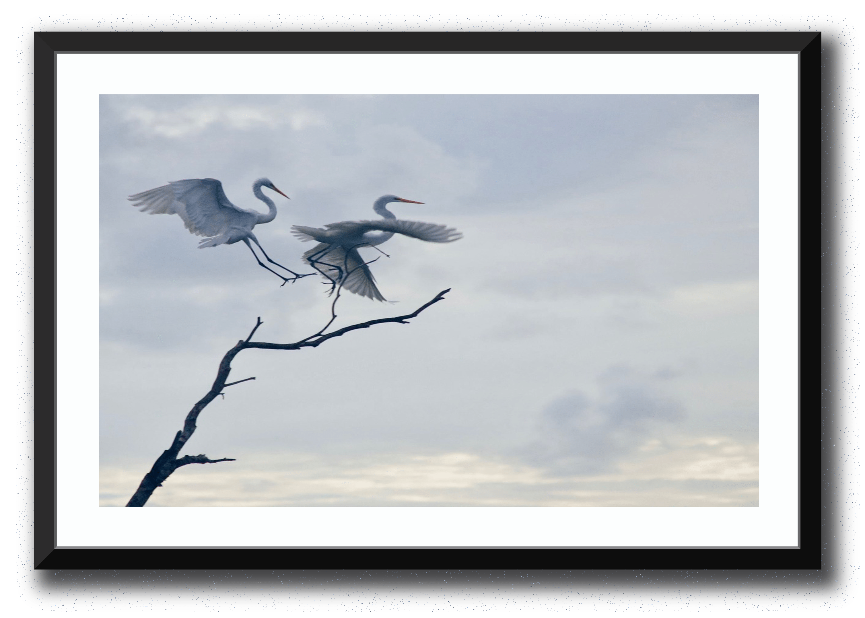 Graceful Egrets Framed Photography Brett Sutton 