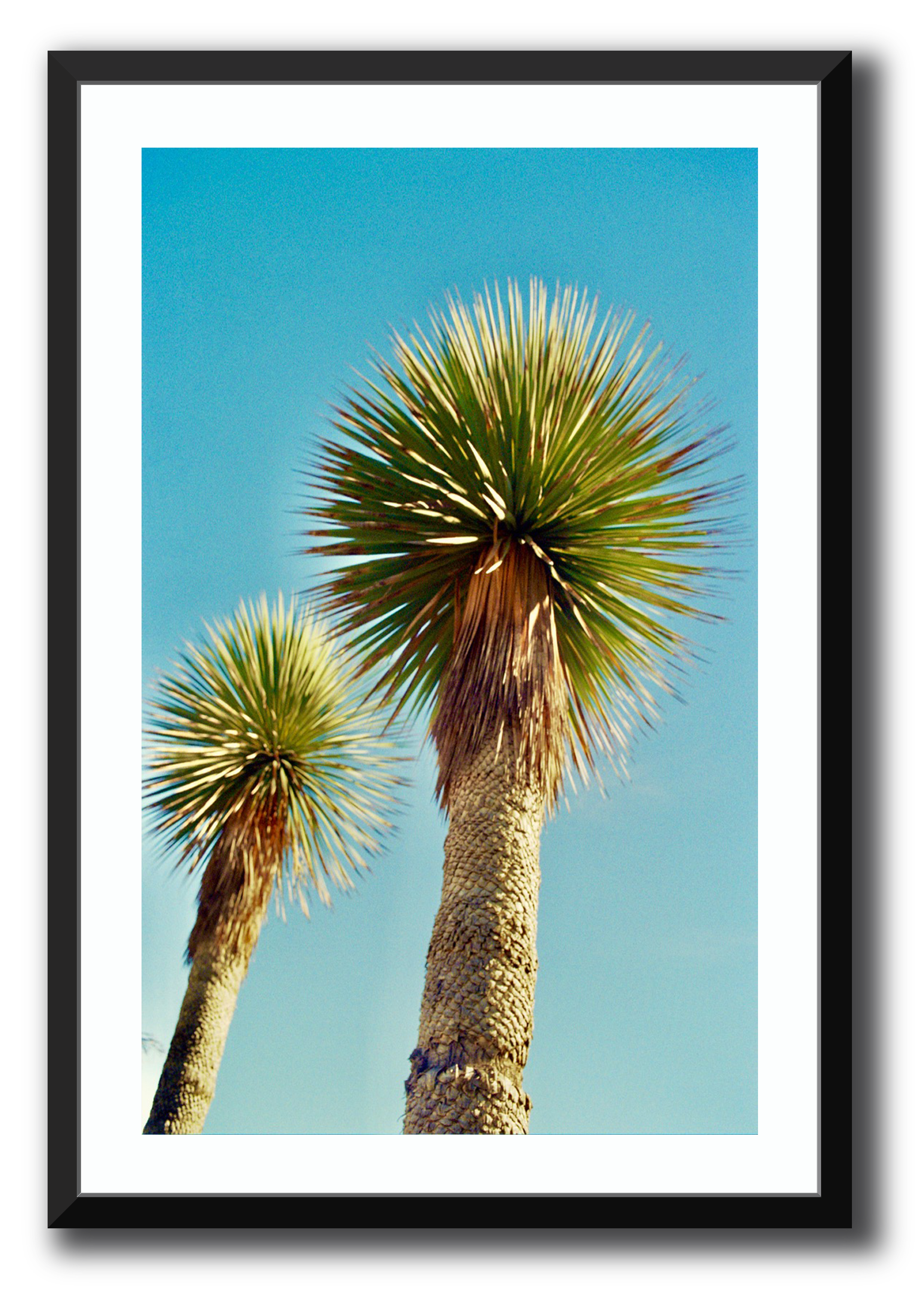 Palm Framed Photography Brett Sutton 