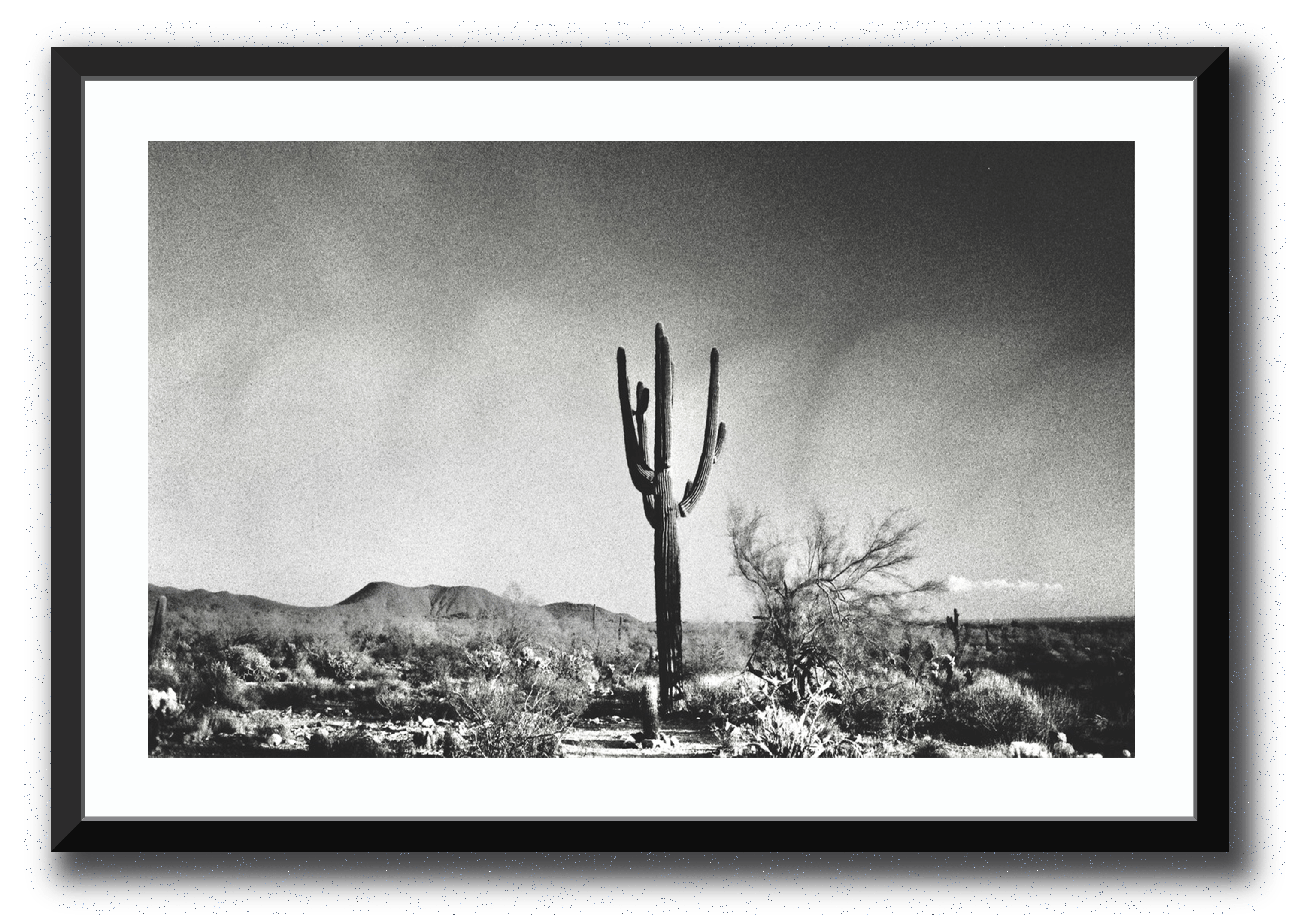 Sonoran Landscape Framed Photography Brett Sutton 